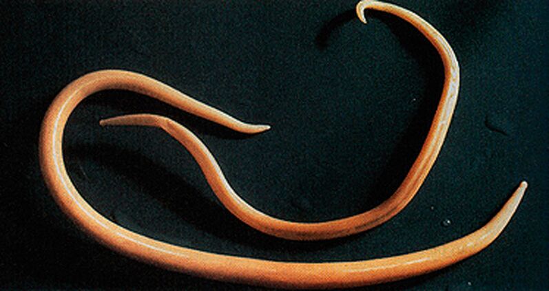 Паразитен червей, който може да влезе в човешкото тяло
