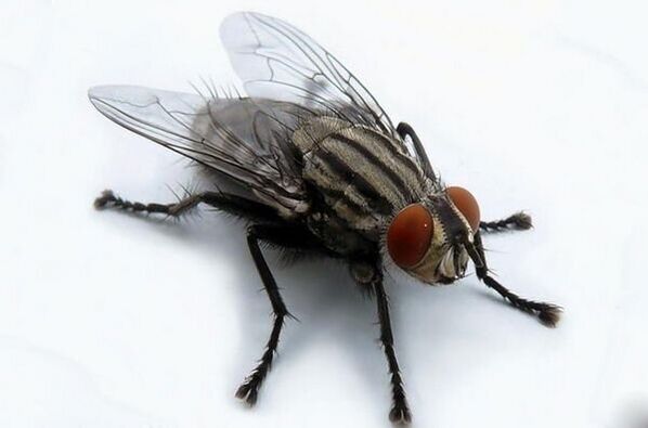 муха като носител на човешки паразити