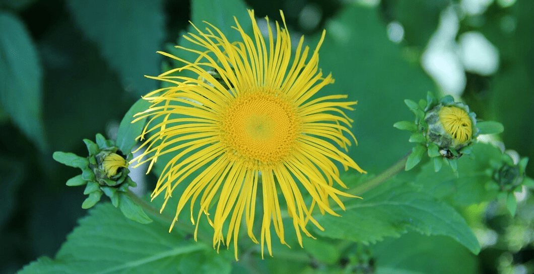 elecampane в борбата с паразитите